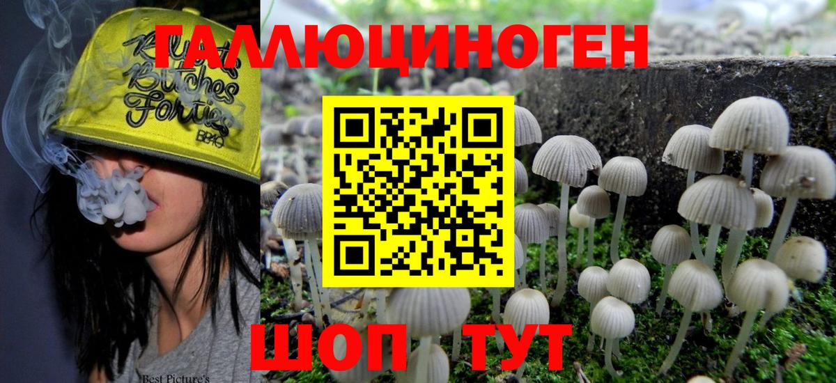 Тында  Галлюциногенные грибы Psilocybine cubensis  Вход с VPN 
